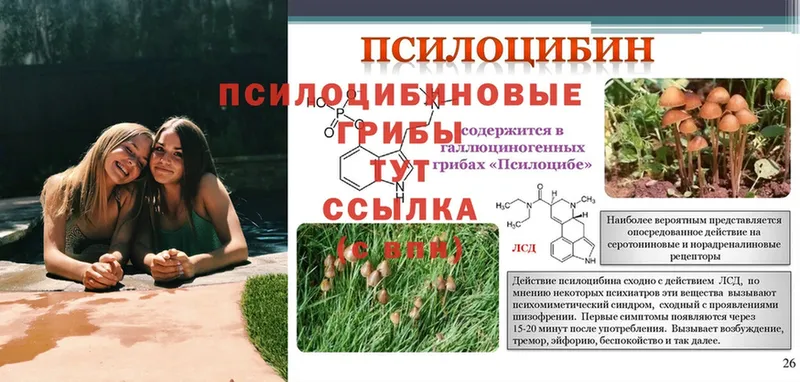 площадка наркотические препараты  Ельня  Галлюциногенные грибы Cubensis 